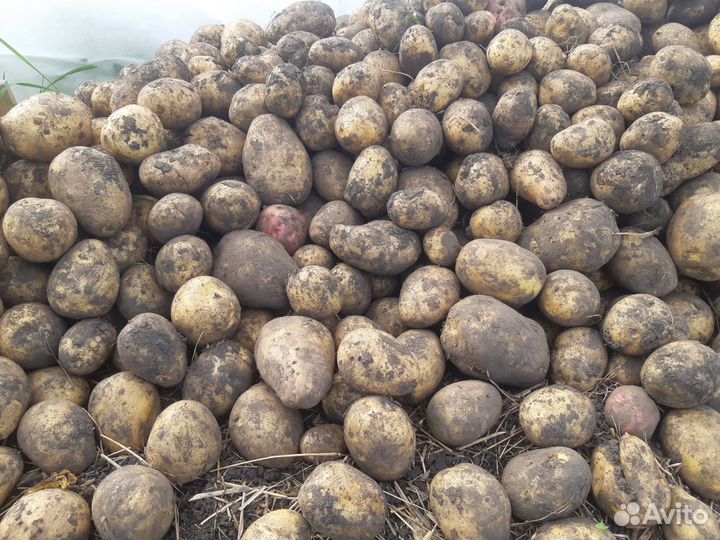Продам картофель