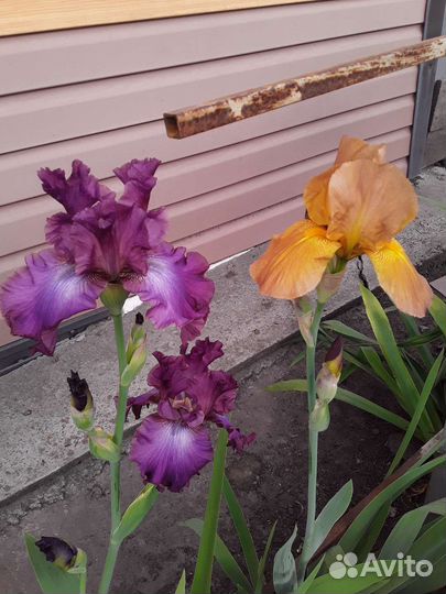 Ирисы