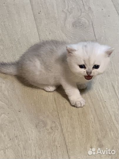 Британская кошка