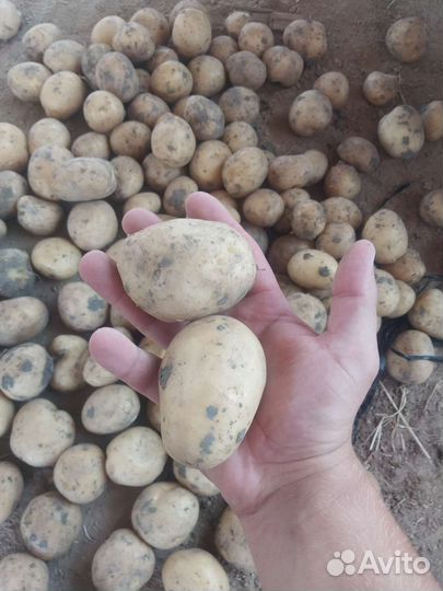 Картофель 2 сорт