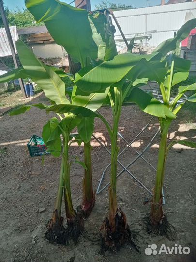 Саженцы банановой пальмы