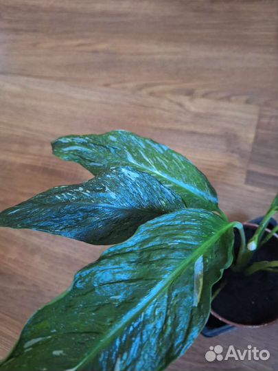 Спатифиллум Даймонд, diamond