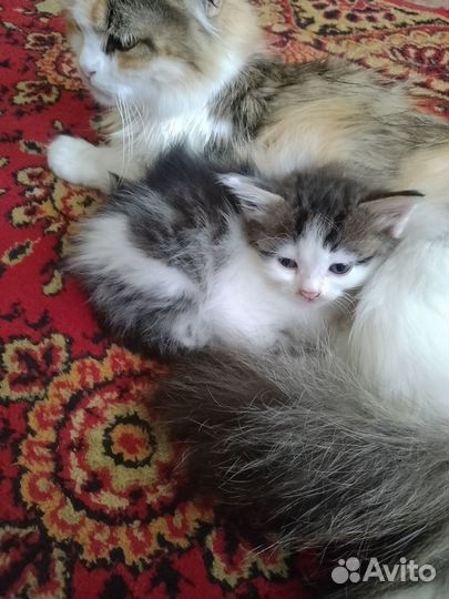 Отдам котят в добрые руки