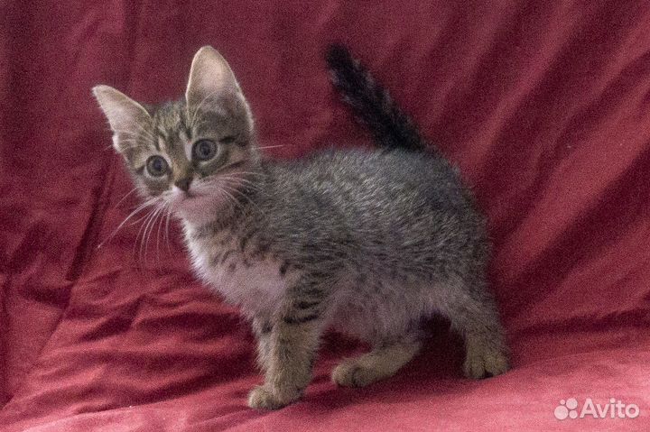 Девочка тигрёнок