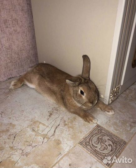 Декоративные кролики