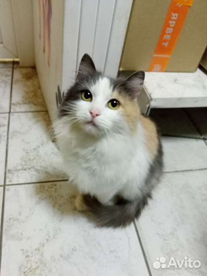 Супер - ласковая кошка