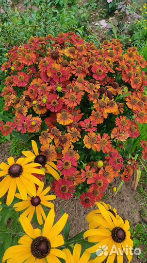 Многолетние цветы для сада