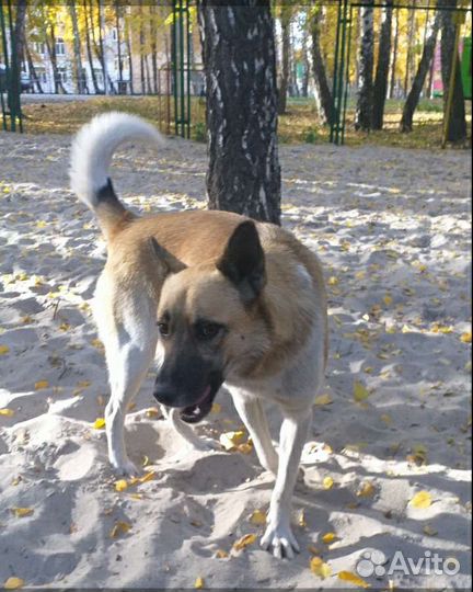 Собака в добрые руки