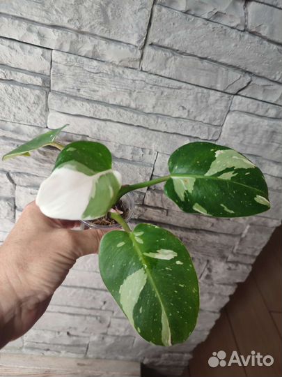 Филодендрон Белая принцесса