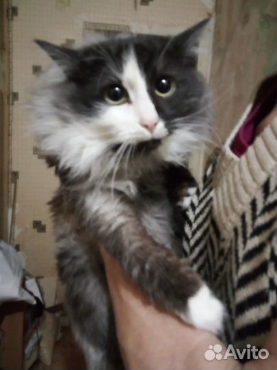 Коты в добрые руки