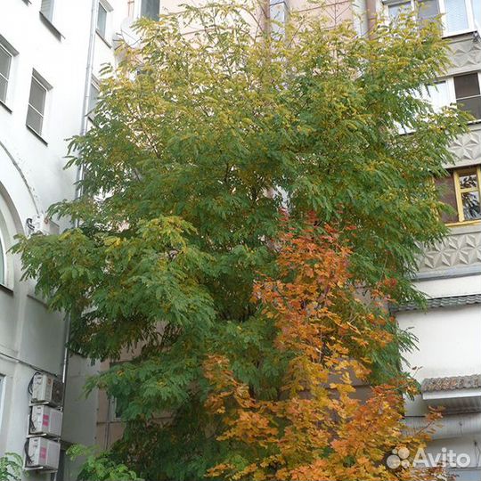 Белая акация, Robinia pseudoacacia, акация душиста