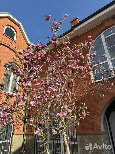 Семена магнолии суланжа 15штук