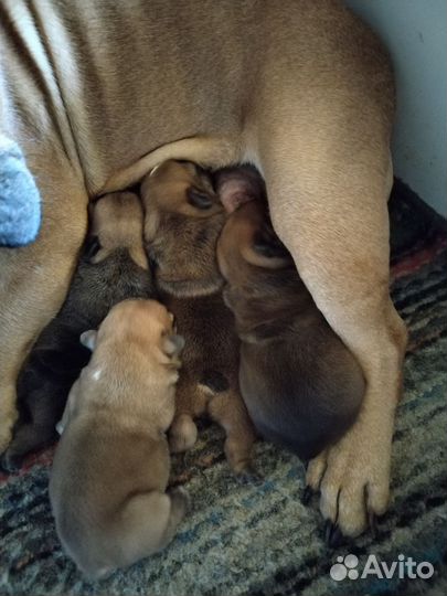 Французский бульдог щенки