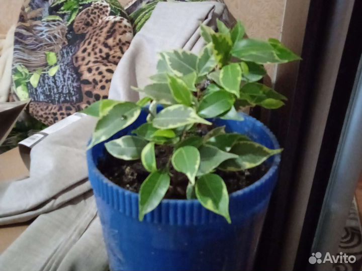 Бенджамина