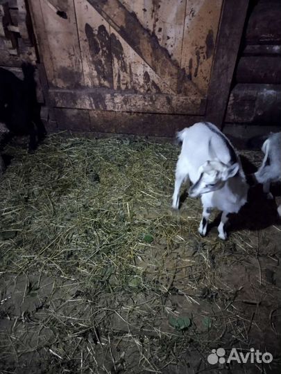 Зааненская дойная коза