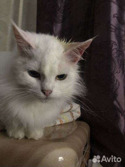 Сибирская кошка