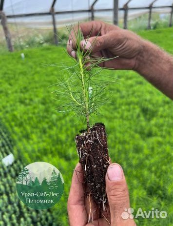 Сеянцы зкс Сосна Ель Лиственница окс Голуб Горн