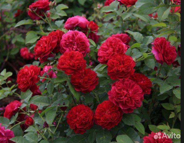 Роза кустовая