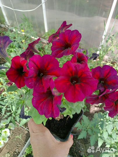 Петхоа Бьютикел Бордо (BeautiCal Bordeaux)