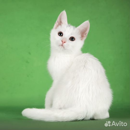 Котенок белый клео девочка 2мес
