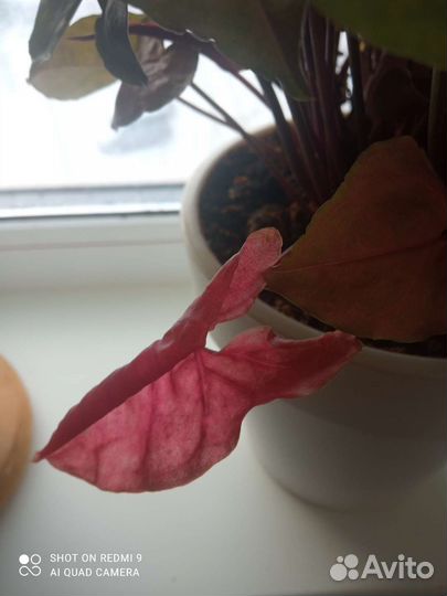 Сингониум арон браун