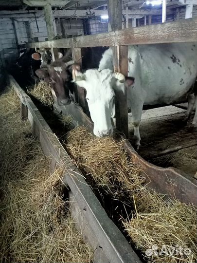 Корова,бычки