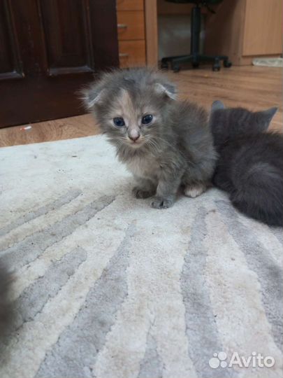Кошки в добрые руки бесплатно