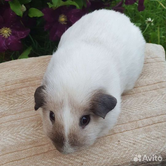 Морская свинка белый калифорния самец