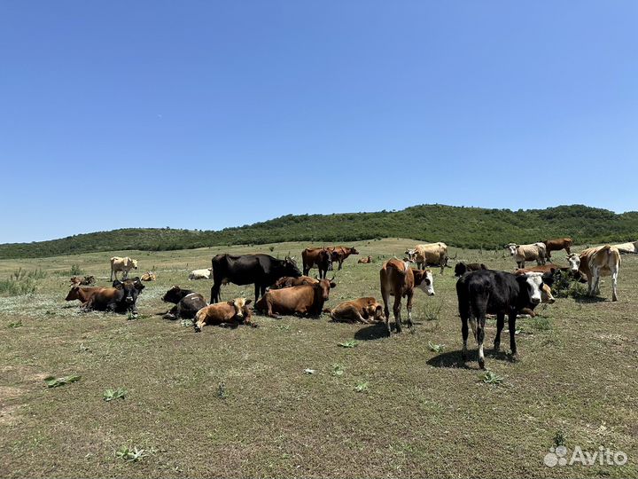 Стадо коров