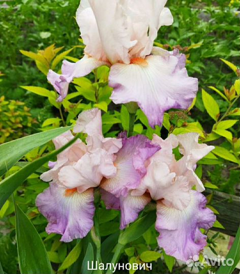 Ирис Сортовой