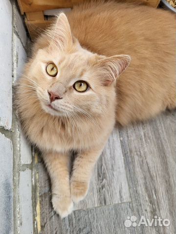 Абрикосовый красавец кот ищет дом