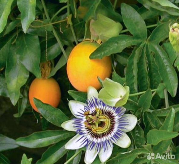 Пассифлора маракуйя