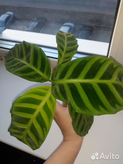 Продам цветы комнатные