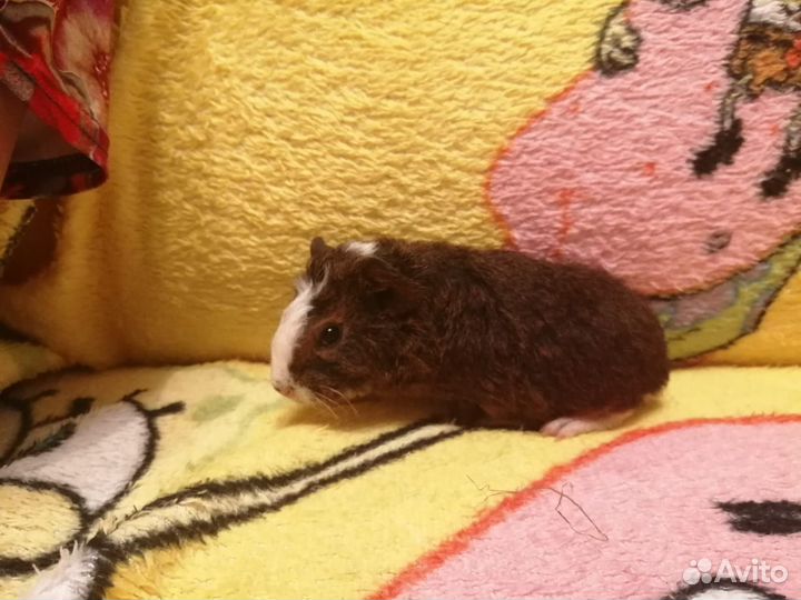 Морская свинка