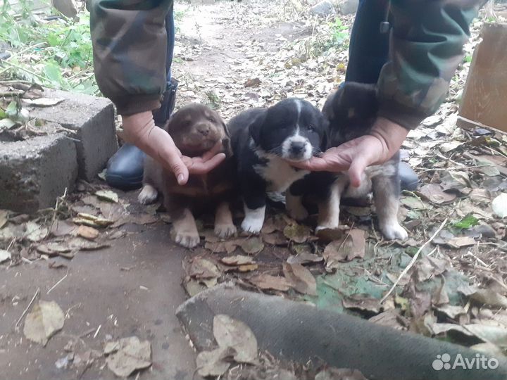 Щенки лабрадора в добрые руки
