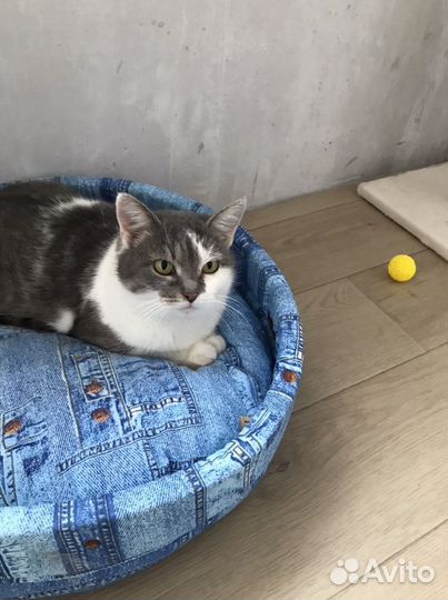 В добрые руки пристраивается кошечка