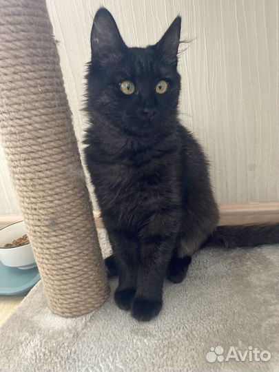 Кошка красивая