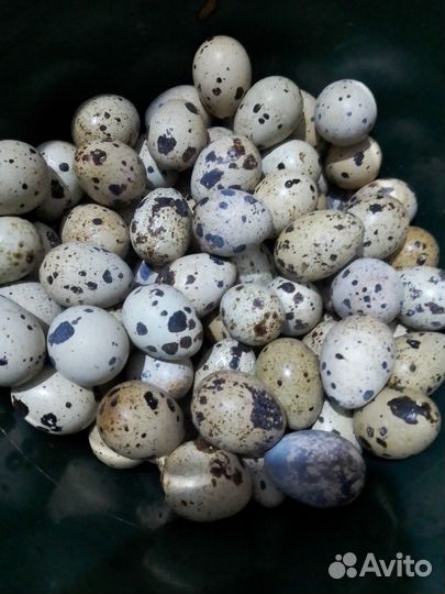 Яйца перепелиные домашние, инкубационные