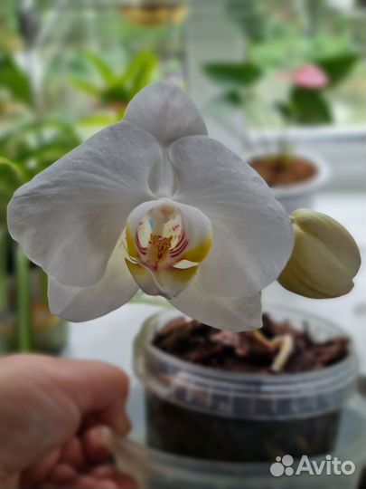 Орхидея фаленопсис