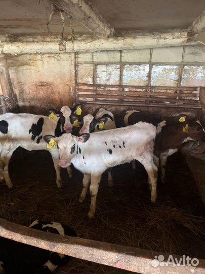 Отборные телята бычки быстрая доставка