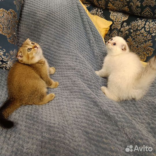 Шотландская вислоухая кошка