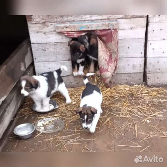 Отдам в добрые руки