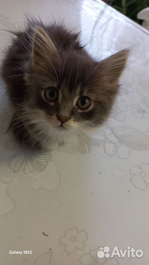 Котята дворянских кровей