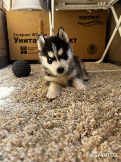 Щенок хаски