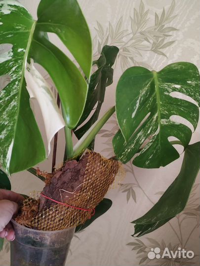 Монстера альба вариегатная