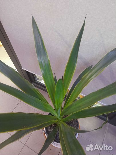 Юкка в наличии