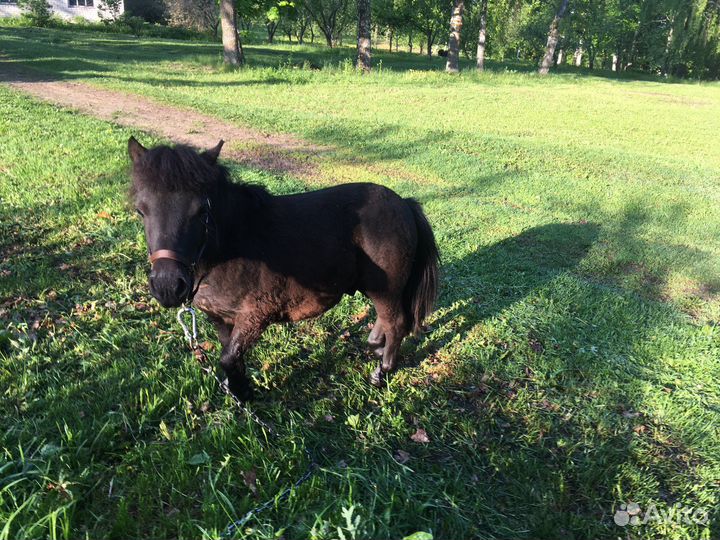 Пони с жеребенком