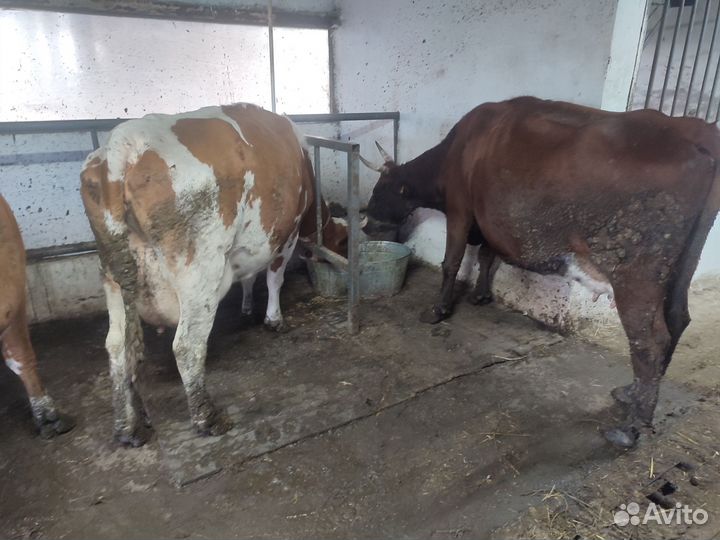 4 дойные коровы