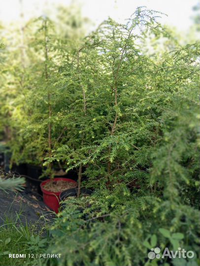 Тсуга канадская