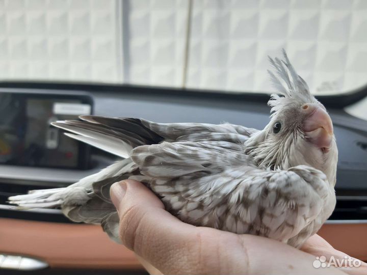 Попугай корелла ручной